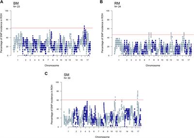 An insight into the runs of homozygosity distribution and breed differentiation in Mangalitsa pigs